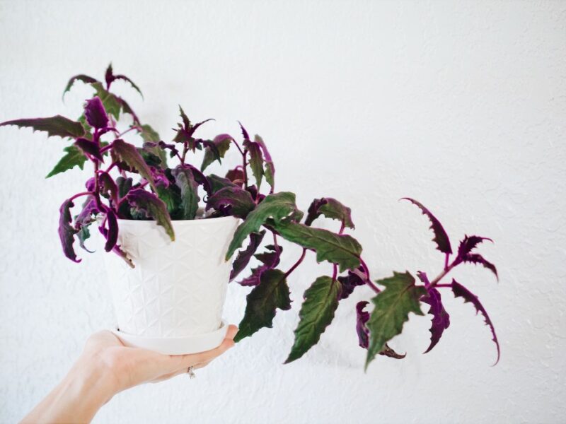 Prendre soin de la plante Passion violette, poilue et à croissance rapide