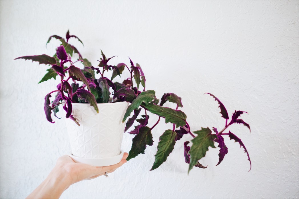 Prendre soin de la plante Passion violette, poilue et à croissance rapide
