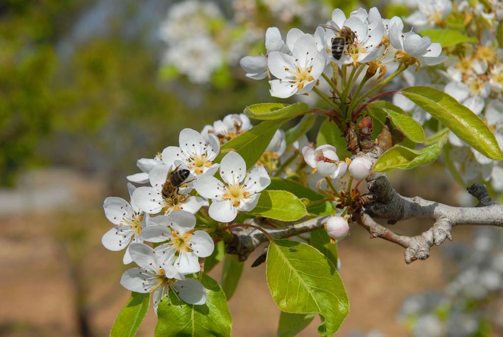 poiriers en fleurs