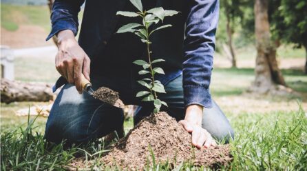 Arbre : Comment faire pousser des chênes à dents de scie