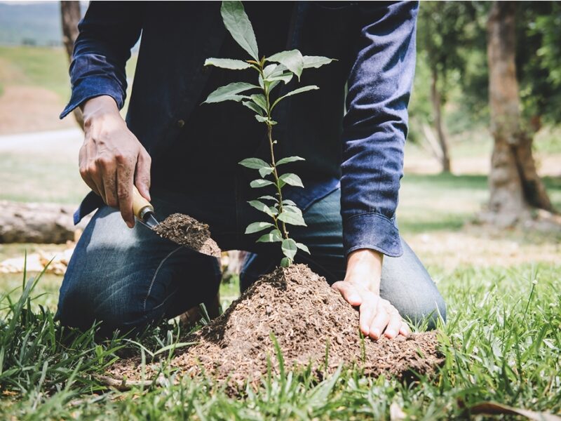 Arbre : Comment faire pousser des chênes à dents de scie