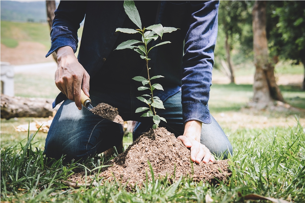 Arbre : Comment faire pousser des chênes à dents de scie