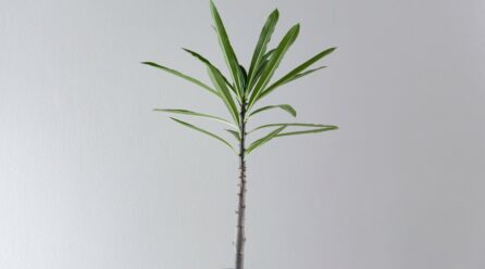 Conseils pour prendre soin d’un palmier de Madagascar