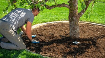 Arbre fruitier : conseils utiles pour prendre soin des poiriers en fleurs