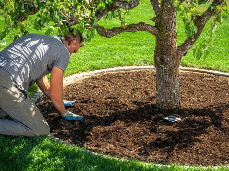 Arbre fruitier : conseils utiles pour prendre soin des poiriers en fleurs