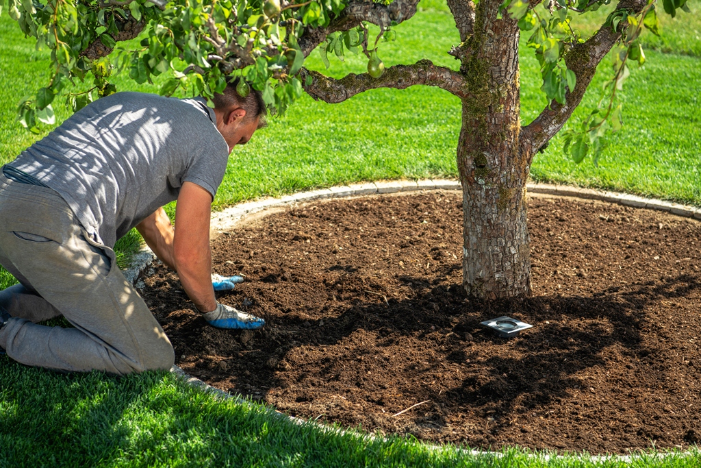 Arbre fruitier : conseils utiles pour prendre soin des poiriers en fleurs