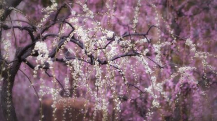 Arbre d’ornement : à savoir sur les pruniers à feuilles violettes