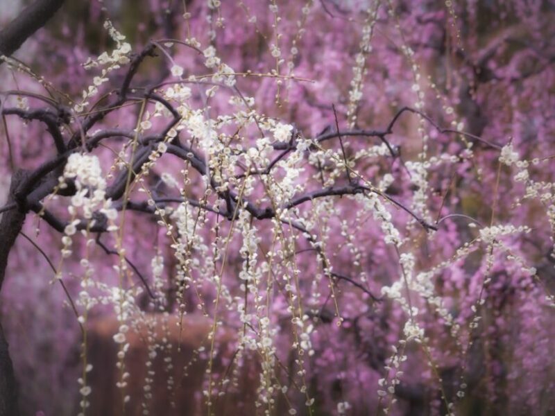 Arbre d’ornement : à savoir sur les pruniers à feuilles violettes