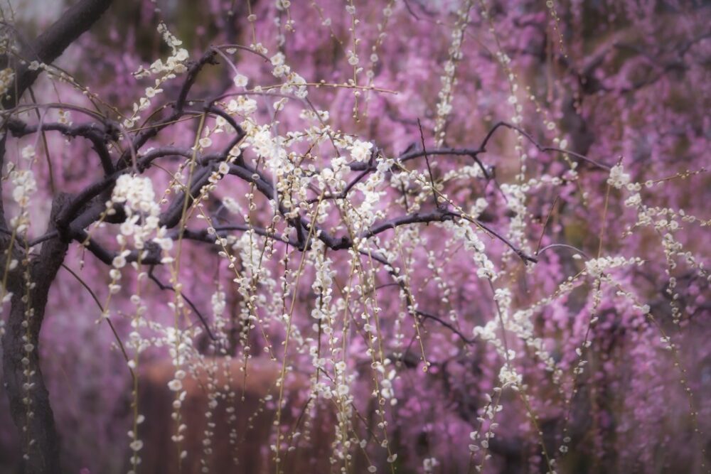 Arbre d’ornement : à savoir sur les pruniers à feuilles violettes