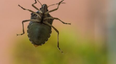 Puce de lit : comment se débarrasser des puces dans la literie