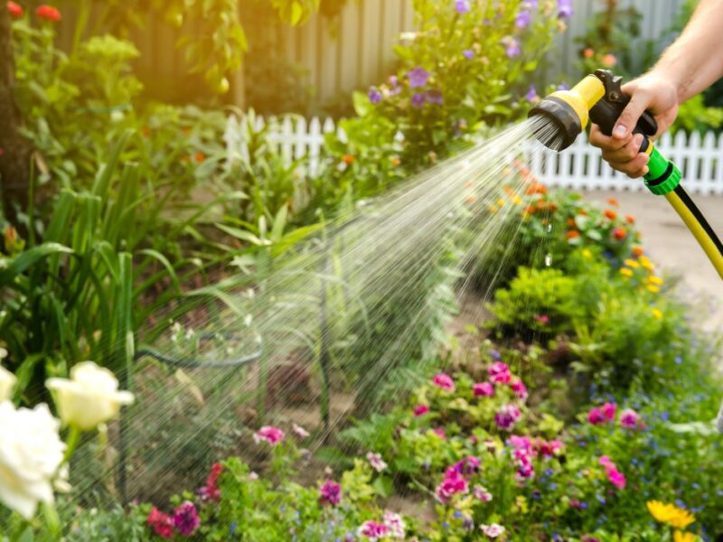 Insectes : se débarrasser des parasites du jardin en utilisant des solutions naturelles