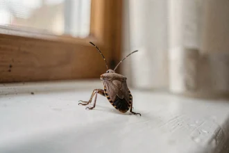 Punaise diabolique posée sur un rebord de fenêtre intérieure blanche en gros plan macro