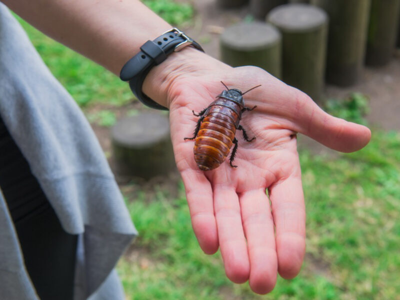 Cafard de jardin : voici comment s’en débarrasser !