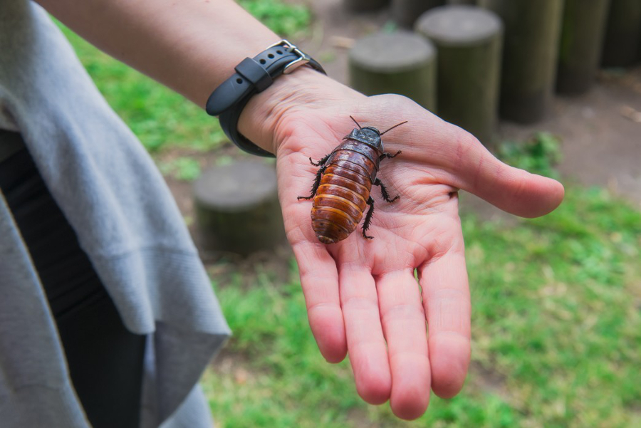 Cafard de jardin : voici comment s’en débarrasser !