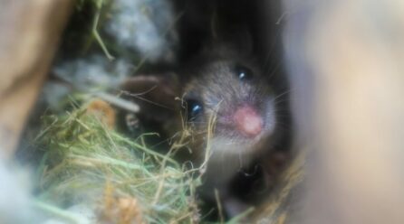 Comment se débarrasser des souris et les empêcher d’entrer