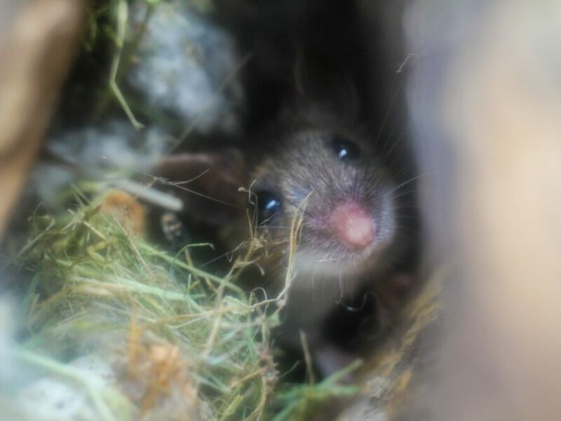 Comment se débarrasser des souris et les empêcher d’entrer