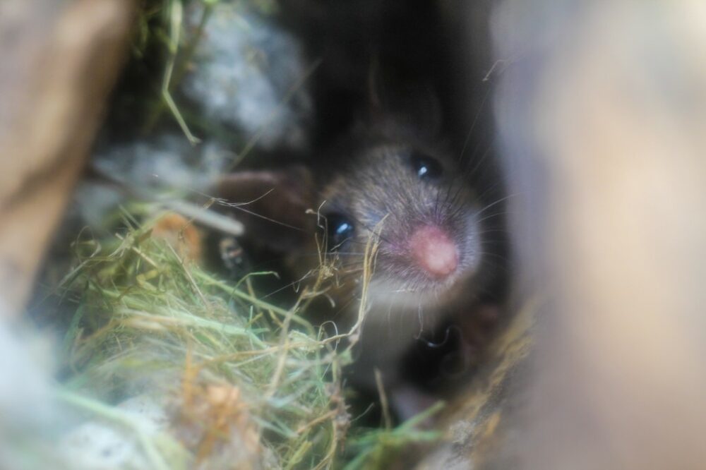 Comment se débarrasser des souris et les empêcher d’entrer