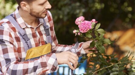 Conseils pour tailler les plantes à pennes pour une croissance accrue