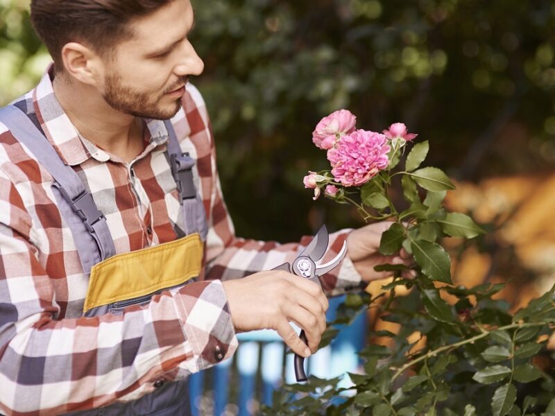 Conseils pour tailler les plantes à pennes pour une croissance accrue