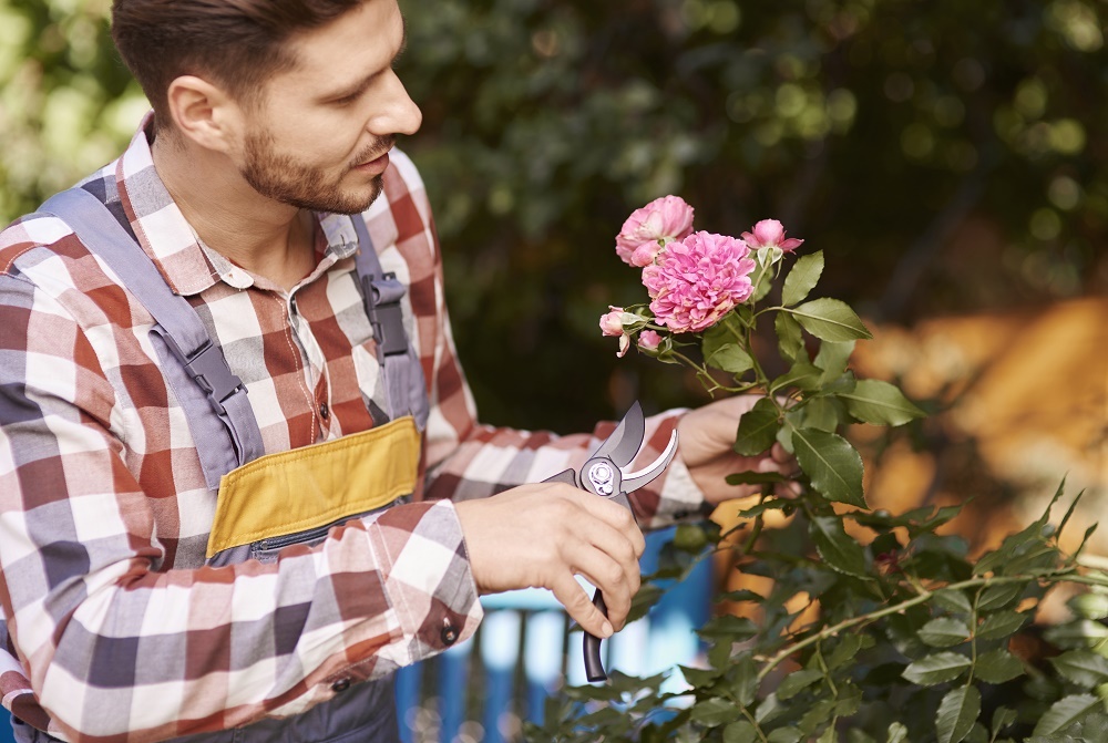 Conseils pour tailler les plantes à pennes pour une croissance accrue