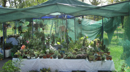 Pourquoi utiliser une toile de paillage pour serre de jardin est essentiel