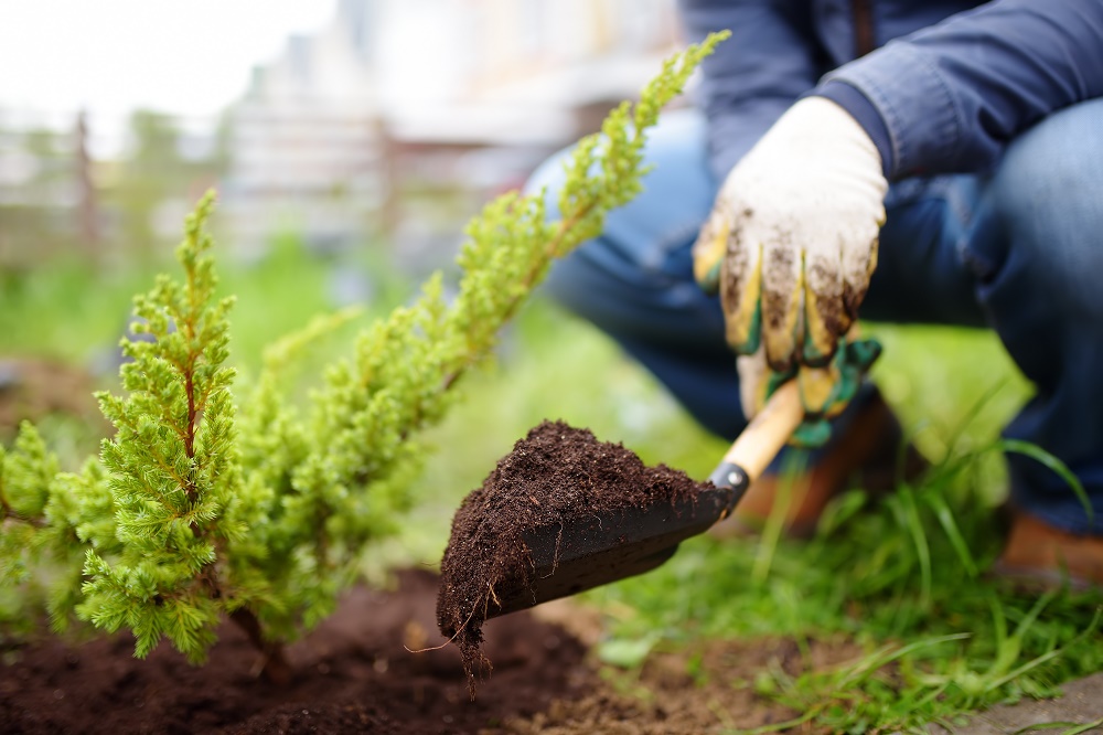 traiter mille-pattes des plantes